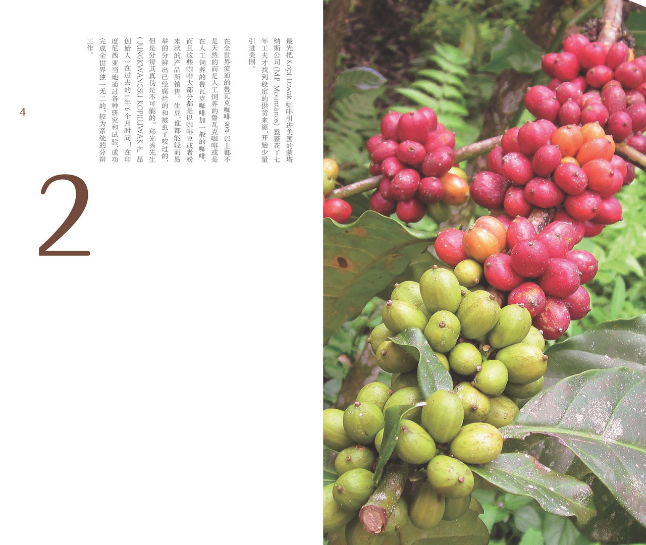 Luwak Coffee 04